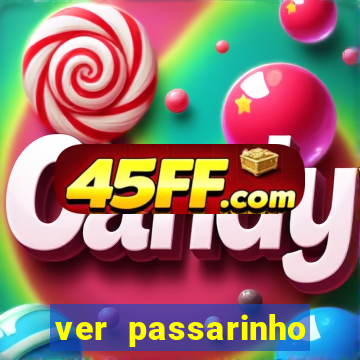 ver passarinho morto significado espiritual